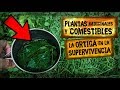 ⚠️Tu Supervivencia Puede Depender de Esta Planta | 🌿Plantas Medicinales y Comestibles - La Ortiga