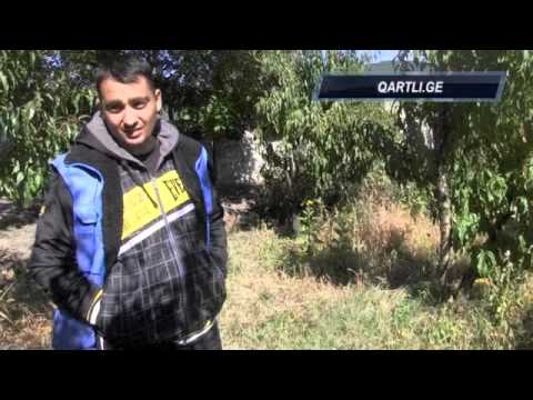 მეფუტკრეები და ფუტკარი გამყოფ ხაზზე - სოფელი თვაურები