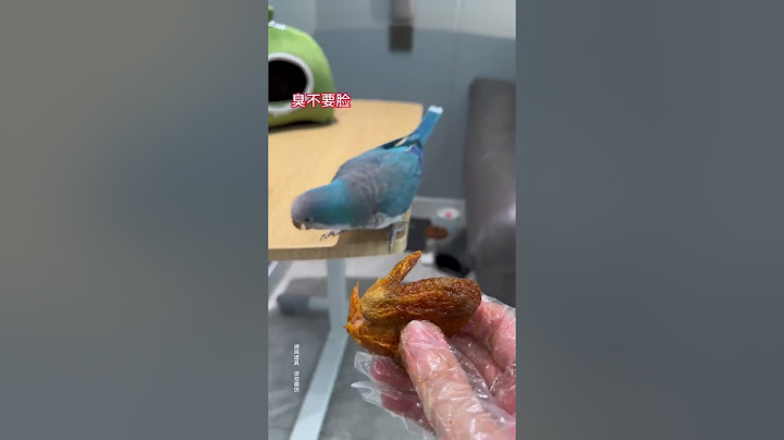 当我假装吃鸟，胖胖的反应太可爱了！#小鸟互动 #搞笑 #pets #birds #parrot #animals #cute #funny #治愈#shorts