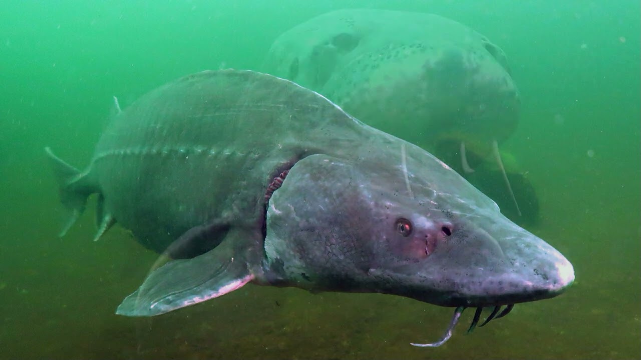 Verenigingsduik Naturagart Ibbenburen, 11 mei 2023