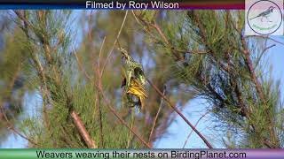 Weavers building nests on Birding Planet by Rory Wilson