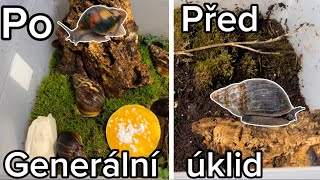 Předělávání VŠECH ubikací mých Afrických šneků🐌🌲