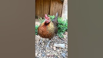 Gà mái rừng ✅💕 #garung #tiếnggàrừng #chicken #suabqaibqus