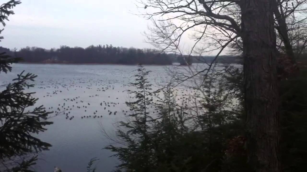 Geese Kinderhook Lake, NY YouTube
