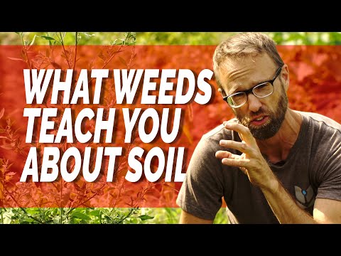 Video: Weeds In A Garden - What Weeds Say About Your Soil