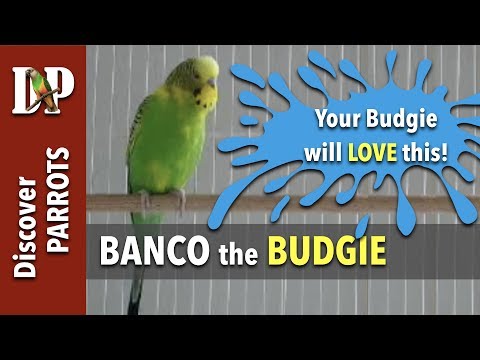 Banco the budgie calling, chirping, screaming