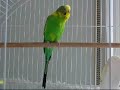 Banco the budgie calling, chirping, screaming