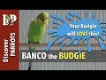 Banco the budgie calling, chirping, screaming - Happy Budgies