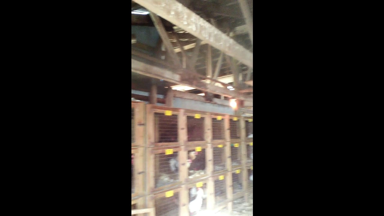 NS Farm Animal Save Event 2017 01 05 Atlantic Stockyards Murray