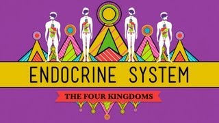 Video on the endocrine system