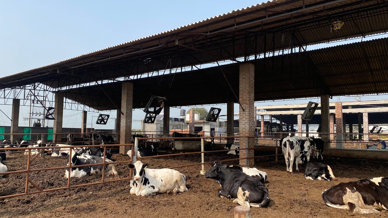 Pura Advanced Dairy Breeding Farm @PuraAdvancedDairyBreeding 