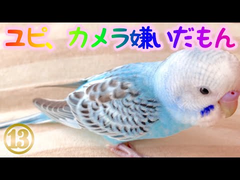 【セキセイインコ】お迎え13日目【ユピ、カメラ嫌いだもん】
