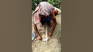 How Sickle is Sharpened? #shorts