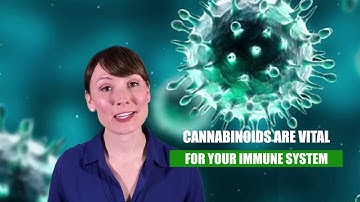 The Affect of CBD on The Immune System