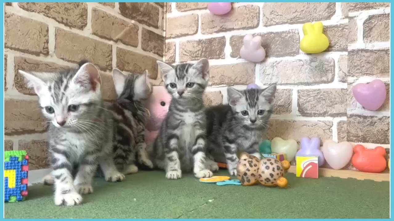 アメリカンショートヘアーの子猫（メス♀） ゆめタウン飯塚店｜ペット