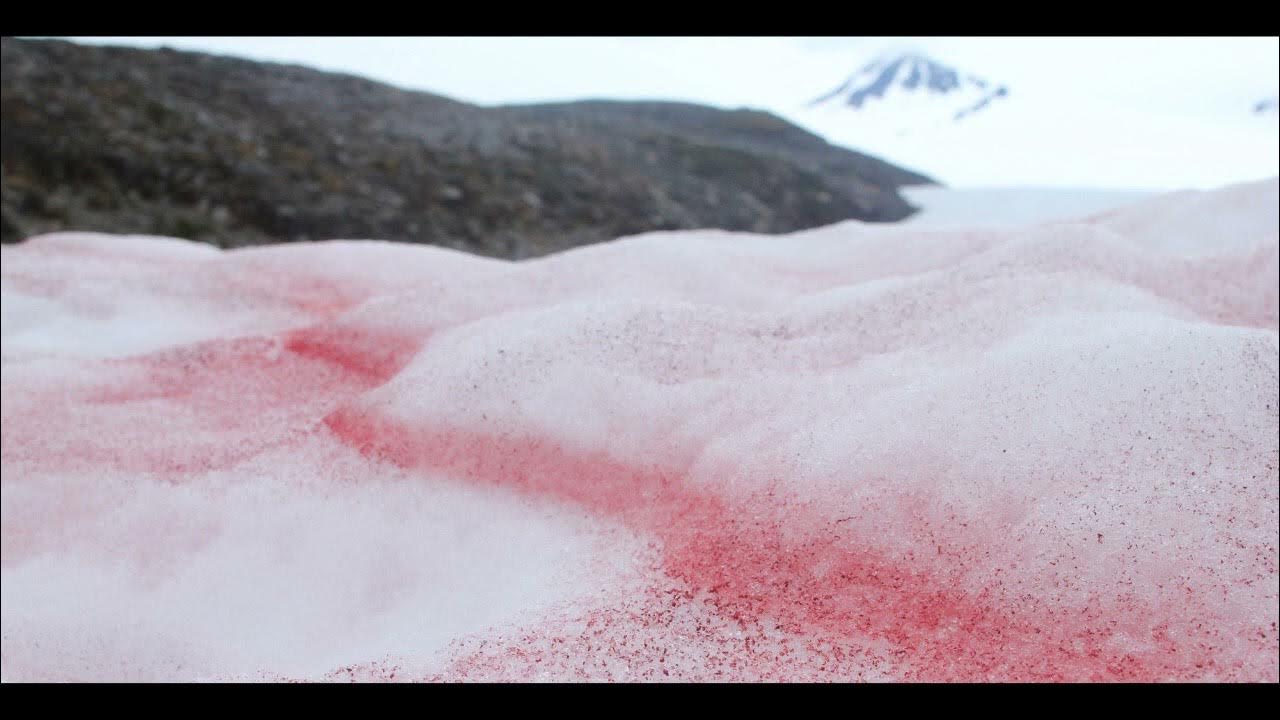 Сьерра невада розовый снег. Красный снег и снежная хламидомонада. Водоросль хламидомонада снежная. Красный снег и снежная хламидомонада. Красный снег хламидомонада.