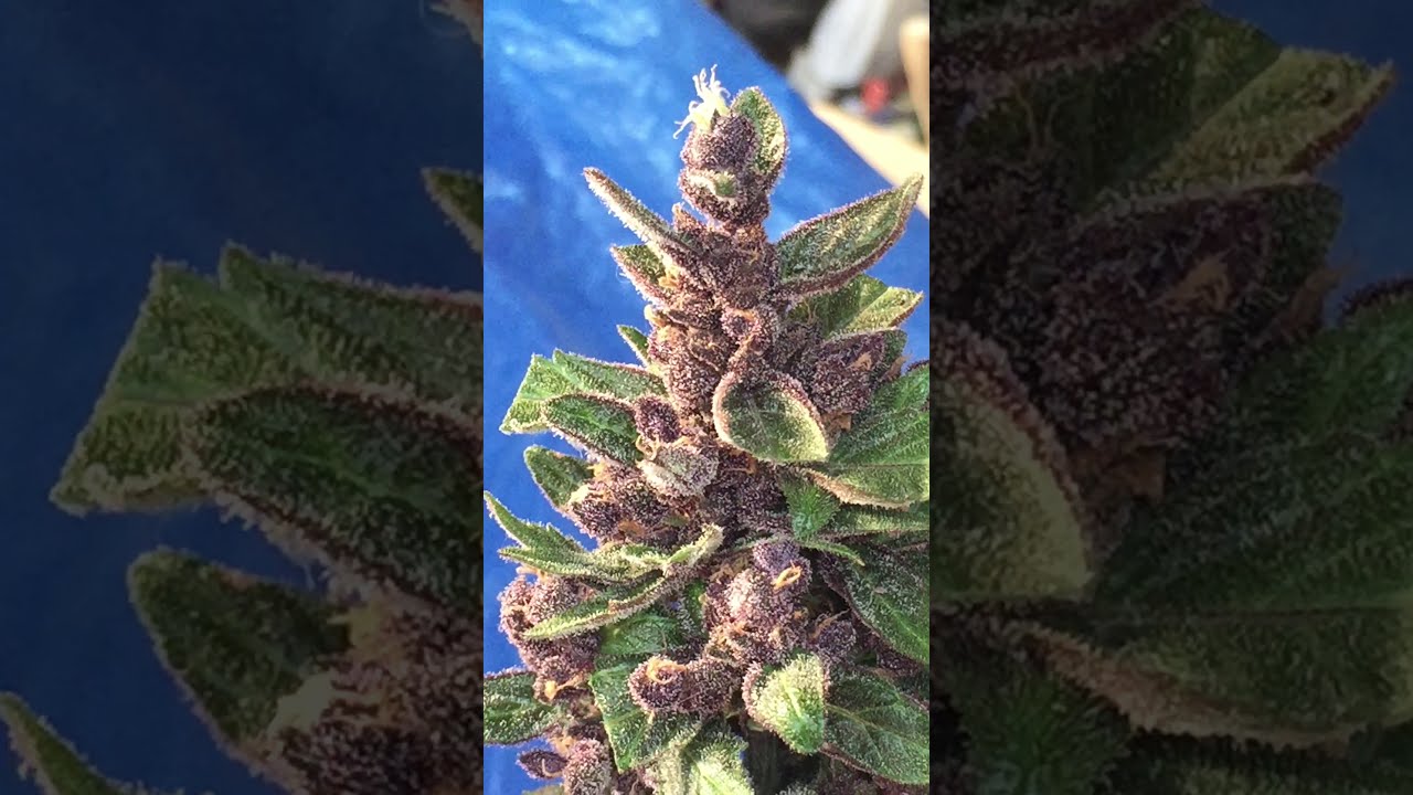 LSD - 25 Auto FastBuds Seeds - Harvest