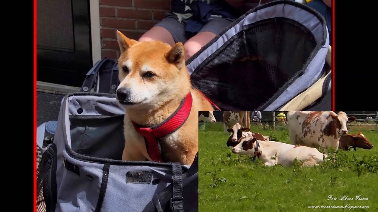 Film Trochrinnen Diever 4-Daagse Dag 2