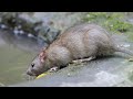  brown ratrattus norvegicus 