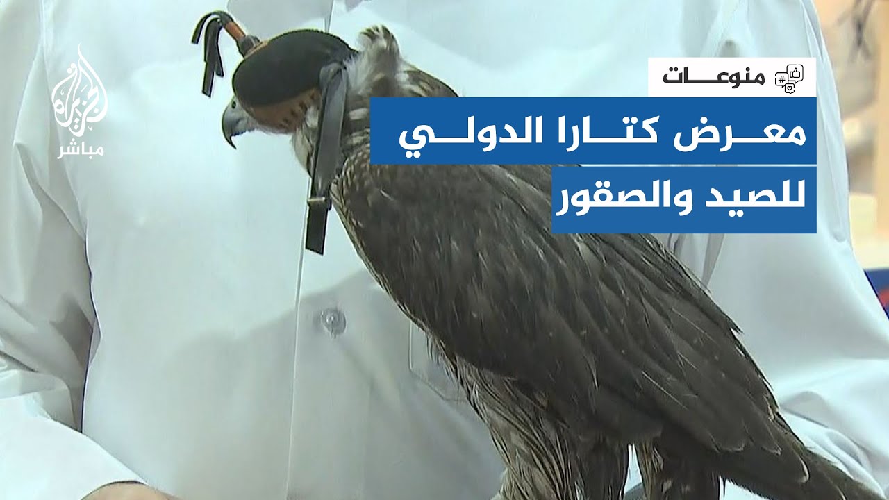 أجود أنواع الصقور في الخليج تجتمع داخل دولة قطر .. معرض كتارا 2023