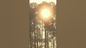 Sunrise behind the pine trees 😍✨☺ #shorts