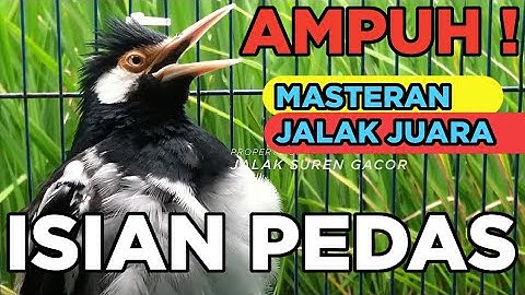 JALAK SUREN GACOR ISIAN FULL  paling AMPUH buat PANCINGAN dan MASTERAN semua burung JALAK