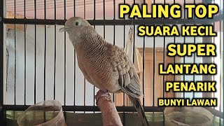 Perkutut Lokal Gacor Suara Super Kristal - Pancingan Malas Bunyi  (99%AMPUH BANGET)