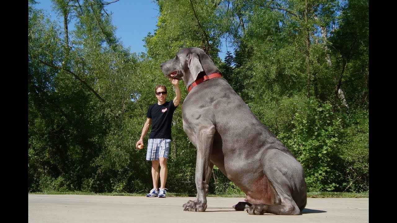 Most Powerful Dog Breeds 
