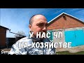 СНОВА ПОТЕРИ / ЧТО СЛУЧИЛОСЬ ?! / У НАС ЧП НА ХОЗЯЙСТВЕ / ОБЗОР ПОКУПОК / ВКУСНЫЙ ОБЕД