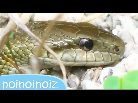 アオダイショウ毒無し 性格温和な日本の蛇 野生生物 Japanese Rat Snake Animal The Reptiles Youtube
