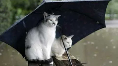 Timothy Travis - When The Rain Is Coming