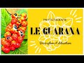 Le guarana en phytotherapie  tout savoir en 3 minutes 