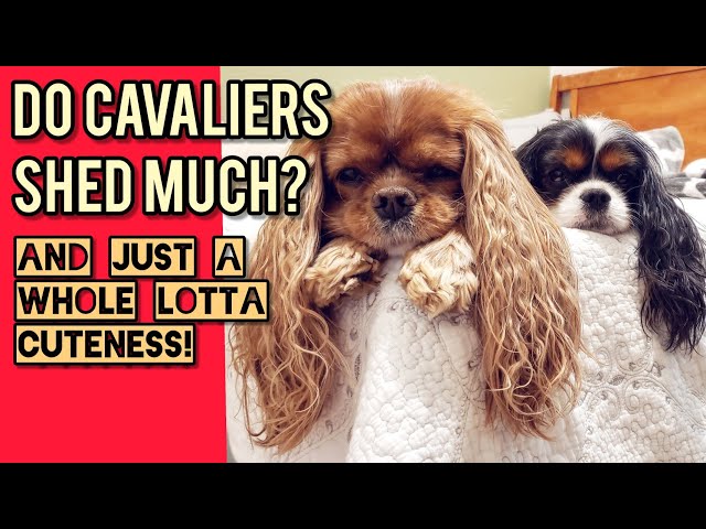 ❓Do Cavalier King Charles Spaniels Shed❓ - Youtube