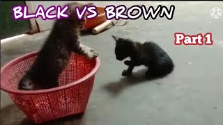 Fierce battle between black vs brown because of fish heads #part 1 by animkindo 165 views 2 years ago 2 minutes, 51 seconds