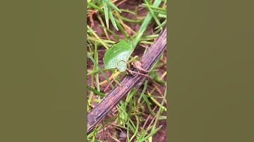 Shield Bug Flaps It’s Wings