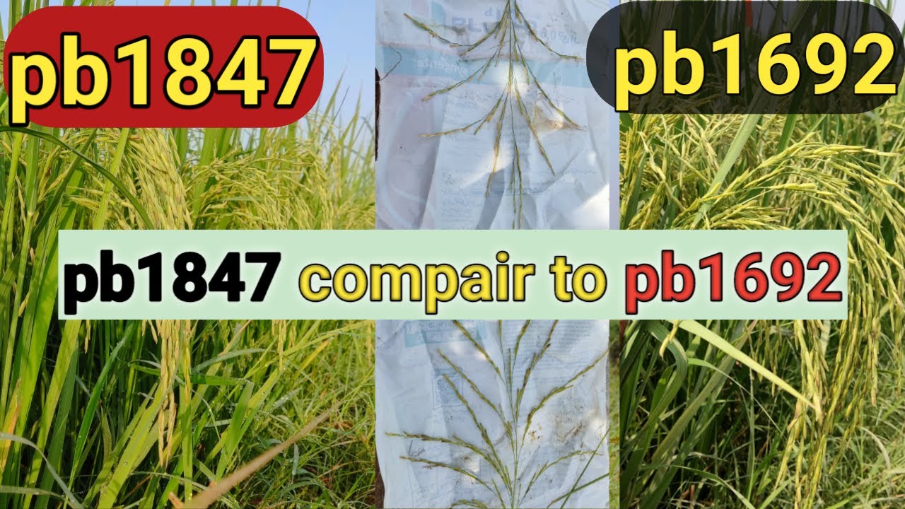 New PUSA Basmati Rice 1847 compair to pb1692||pb1847 Vs pb1692 ...