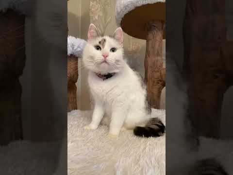 #анукадавайка Баффи ❤️ Пупся❤️Мурка❤️ Рыжуля ❤️Малыш❤️