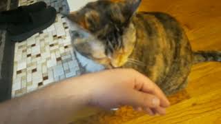 A Cat's Love for Petting