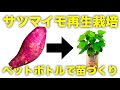 【再生野菜】さつまいもの再生栽培ペットボトルで苗を作る方法【リボベジ】