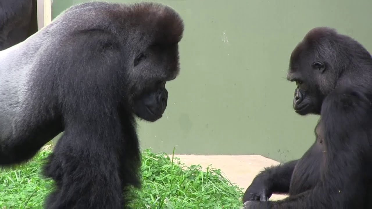シャバーニ家族の名場面集  ②  Special famous scene🌸