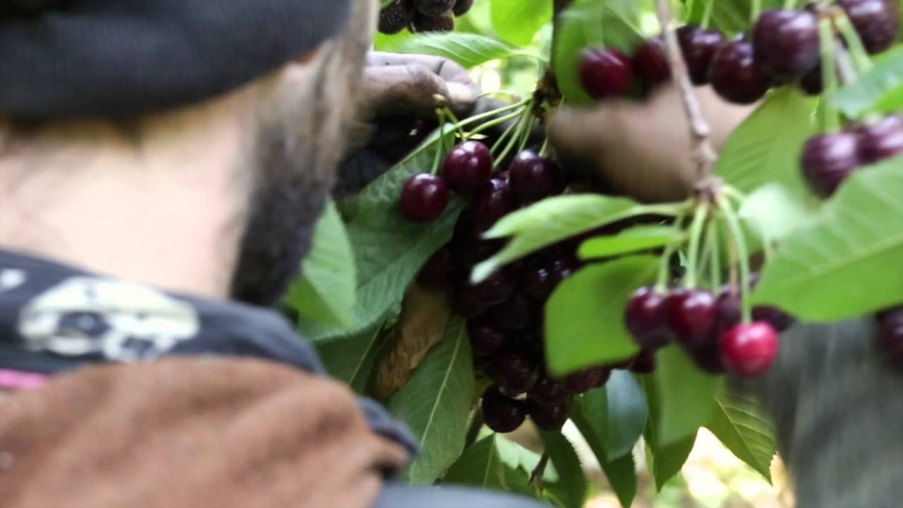 Baba highball cherry picking