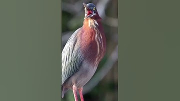 Thumbnail of bird sounds#beautiful#cute#
