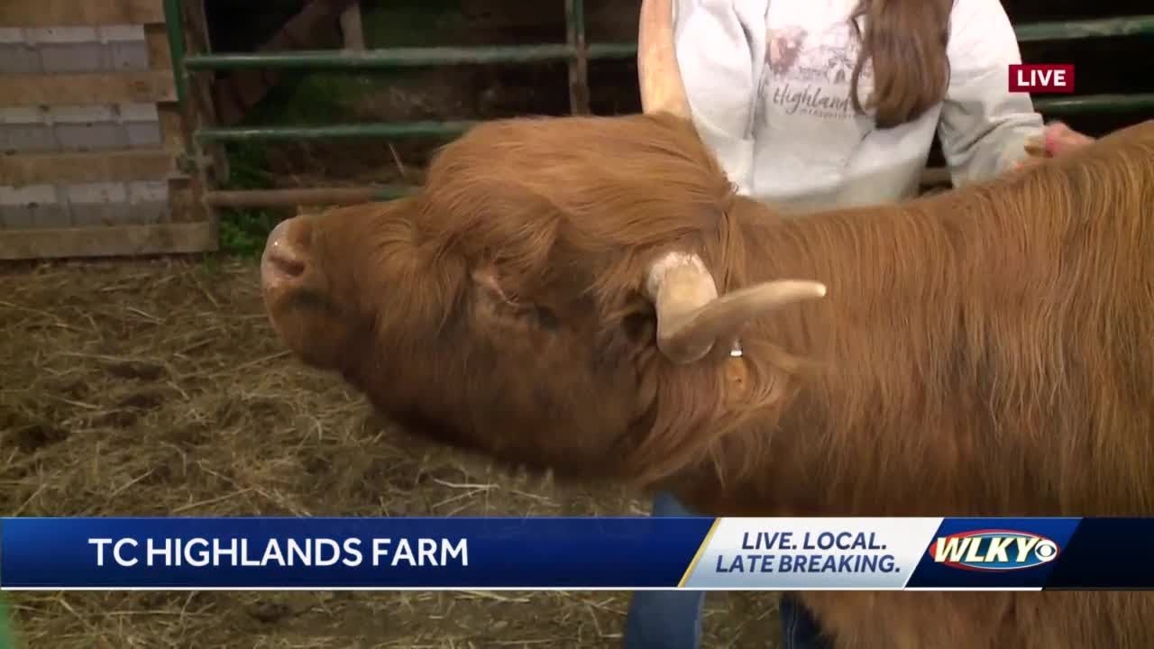 TC Highlands Farm offers cuddly cow visits YouTube