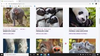 San Diego Zoo Live Cams Website Tutorial