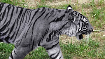 ¿Cuál es el tigre más raro del mundo?