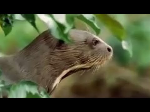 Rainforest animals of the Amazon jungle  - BBC wildlife