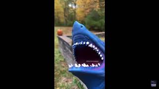 Shark Puppet Picks Pumpkin Reversed