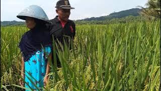 Ngaos KPDL Simalai panjang memecahkan rekor di Daerah Cisuru Malai Padi Terisi ful tua sampai punduk