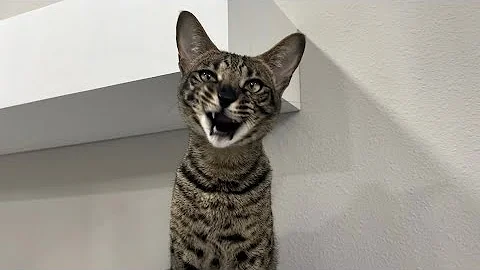 Watch the video about F2 Savannah Cat Zara With The Cutest Meows And Purrs Will Make You Happy