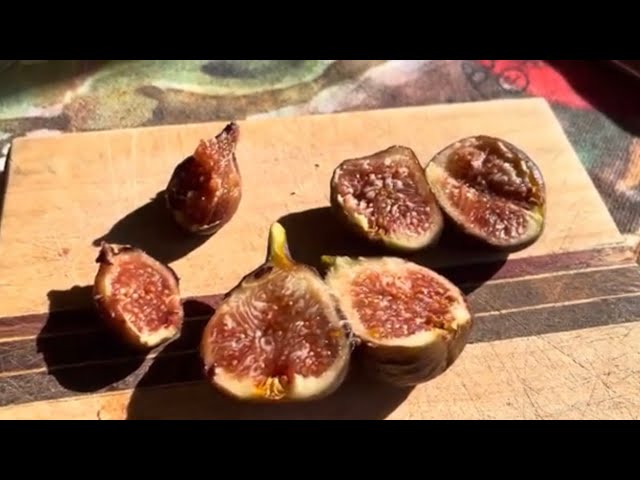 Brown Sugar Crunch Fig Tasting - 9/10/23 - YouTube